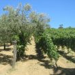 Deel wijngaard en olijfbomen van het huis