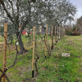 Nieuw hek voor de druivenplanten, uitkijken naar het zomerseizoen