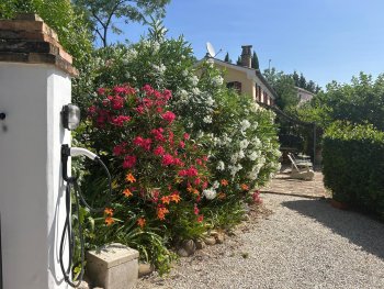 Bloeiende oleanders in alle kleuren. 