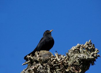 Vliegen tussen Weeze en Ancona op fijne tijden